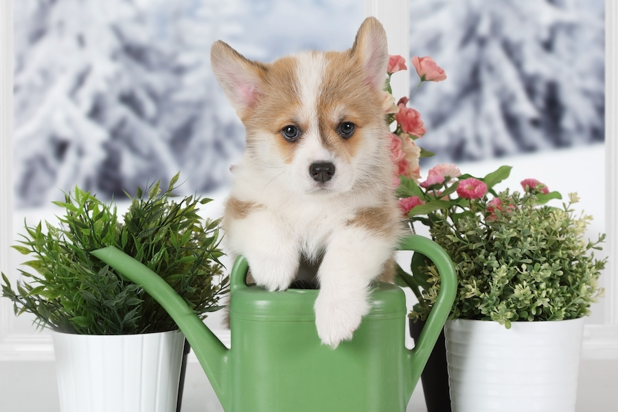 Corgi puppy with watering can for watering flowers